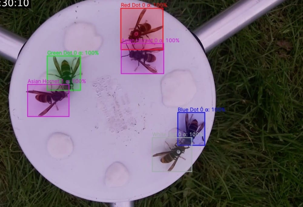 A YOLO detector separating an Asian hornet from a native bee on a monitoring plate.